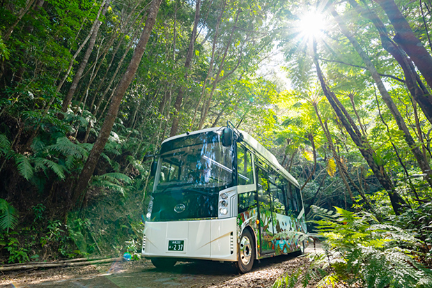 世界自然遺産登録地を電気バス「やんばる黄金号」で行くガイドツアー 北部発