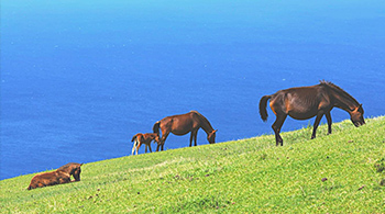 都井岬（イメージ）（（公財）宮崎県観光協会）