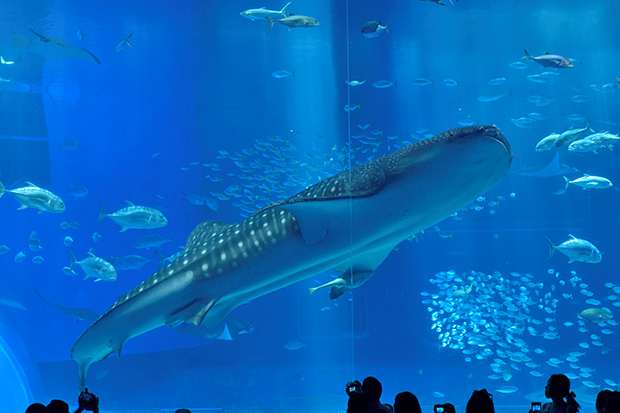 国営沖縄記念公園（海洋博公園）・沖縄美ら海水族館入館